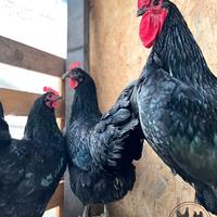 Pulcini razza Australorp