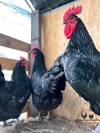 Pulcini razza Australorp