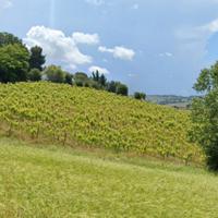 Vigneto/vigna di verdicchio - 3 ettari