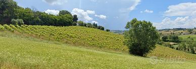 Vigneto/vigna di verdicchio - 3 ettari