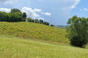 Vigneto/vigna di verdicchio - 3 ettari