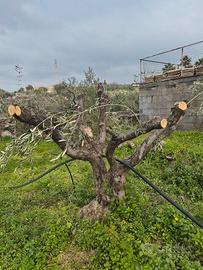 alberi di ulivo
