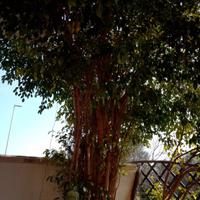  Ficus Benjamin 
