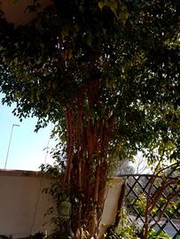  Ficus Benjamin 