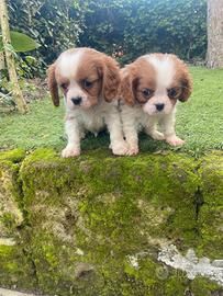 Cavalier King cuccioli