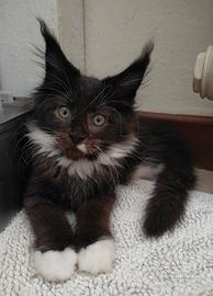 Cucciole di Maine coon