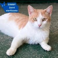 Gatti bisognosi di casa?