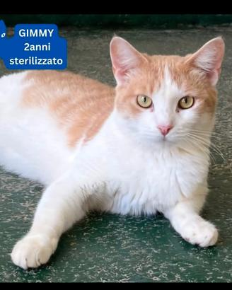 Gatti bisognosi di casa?