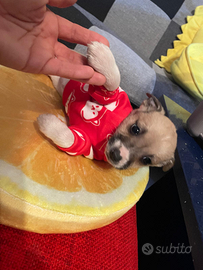 Cucciola maltese shihtzu