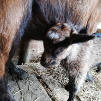 Cuccioli di capra camosciata