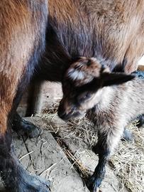 Cuccioli di capra camosciata
