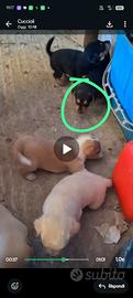 Adozione cuccioli