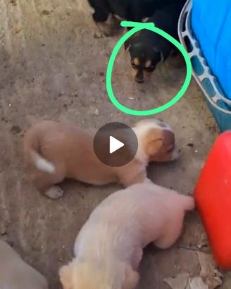 Adozione cuccioli