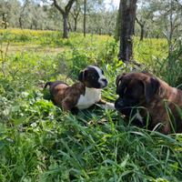 Cucciolo Boxer