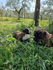 Cucciolo Boxer