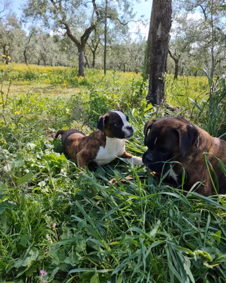 Cucciolo Boxer
