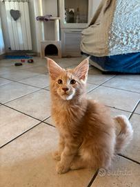 Maine coon con pedigree