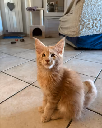 Maine coon con pedigree