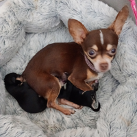 Chihuahua messicani toy