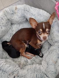 Chihuahua messicano Toy