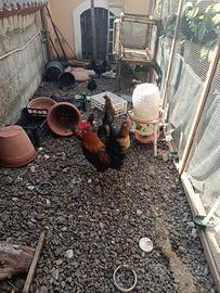 Galline siciliane coronate