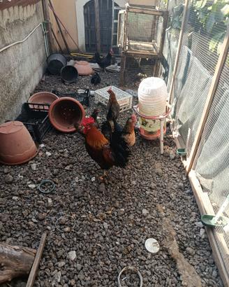 Galline siciliane coronate