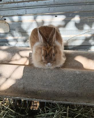 Coniglio nano