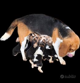 Beagle