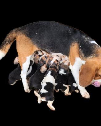 Beagle