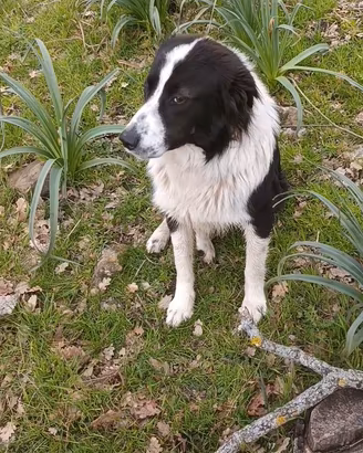 Border Collie