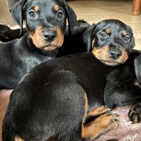 Cuccioli dobermann/rottwailer