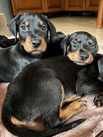 Cuccioli dobermann/rottwailer