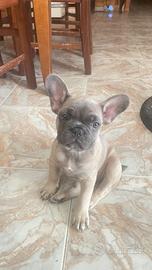 Meravigliose cucciole di bulldog francese