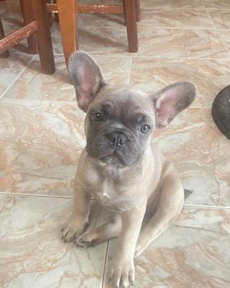 Meravigliose cucciole di bulldog francese