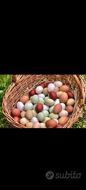 Moroseta padovane ciuffate araucana sebright