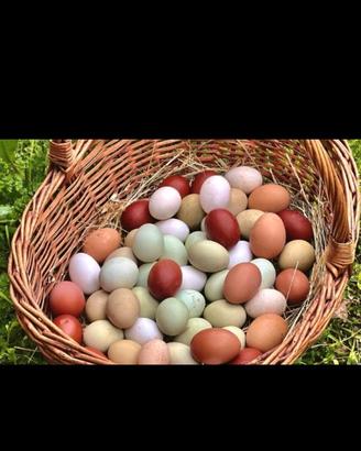 Moroseta padovane ciuffate araucana sebright