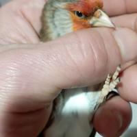 Incardellato canto mix più cardellino