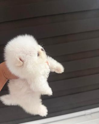 Pomerania spitz nano toyato e vaccinato