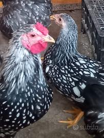 Galline razza wyandotte nana (coppia)