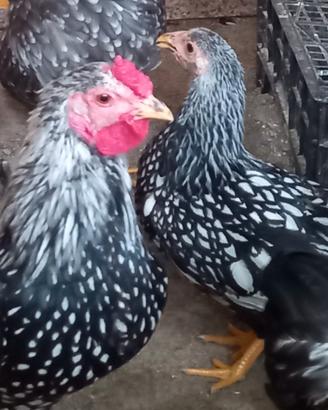 Galline razza wyandotte nana (coppia)