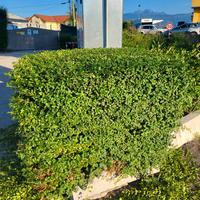 cura del verde