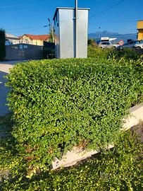 cura del verde