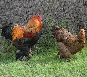Brahma galline coppia