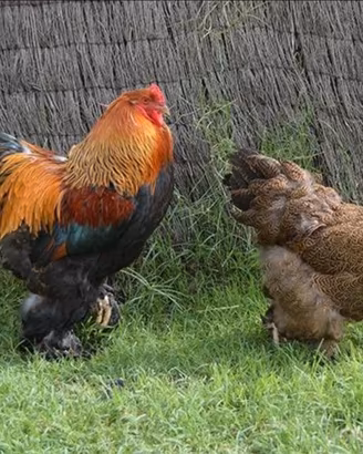 Brahma galline coppia