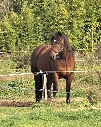 Cavallo del Catria