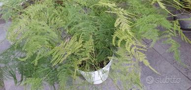 pianta asparagus plumosus