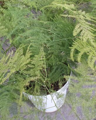 pianta asparagus plumosus