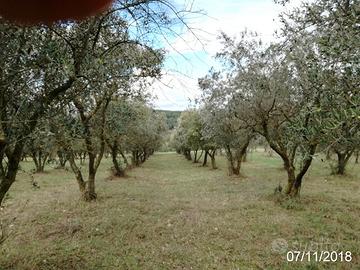 Terreno con circa 200 Ulivi disposti a filari
