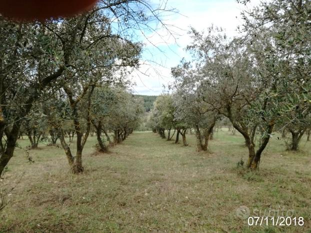 Terreno con circa 200 Ulivi disposti a filari