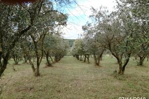 Terreno con circa 200 Ulivi disposti a filari